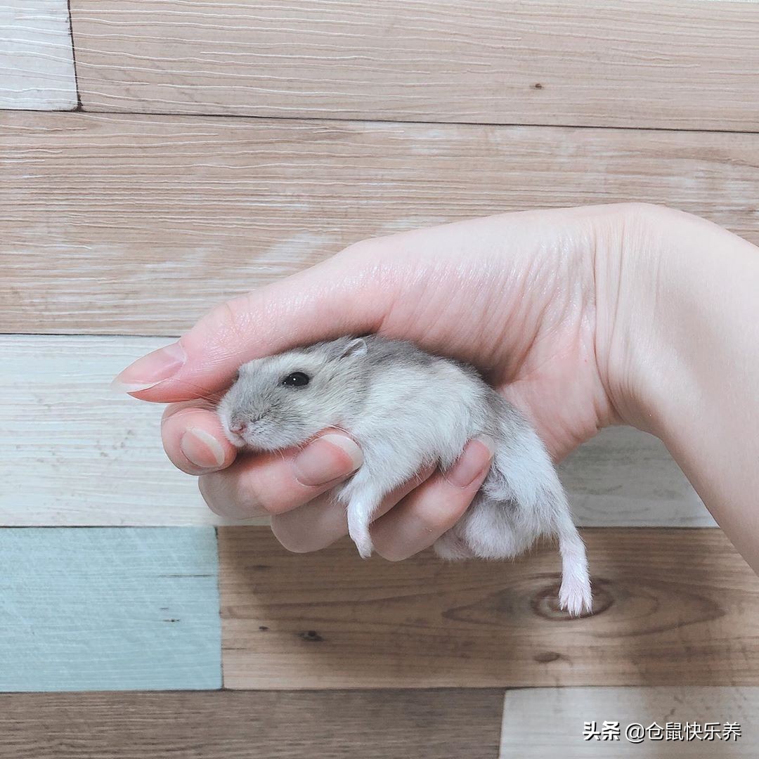 仓鼠瞌睡,仓鼠瞌睡掉洞里