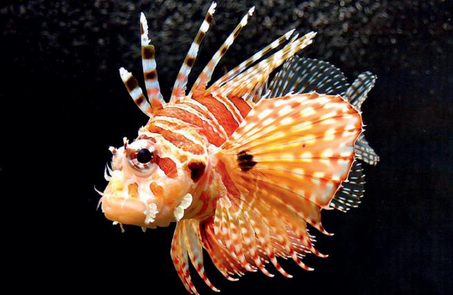 鍝楸艰兘鍦ㄦ捣闈笂婊戠繑,鑳藉湪娴烽潰涓婃粦缈旂殑鏄粈涔堥奔