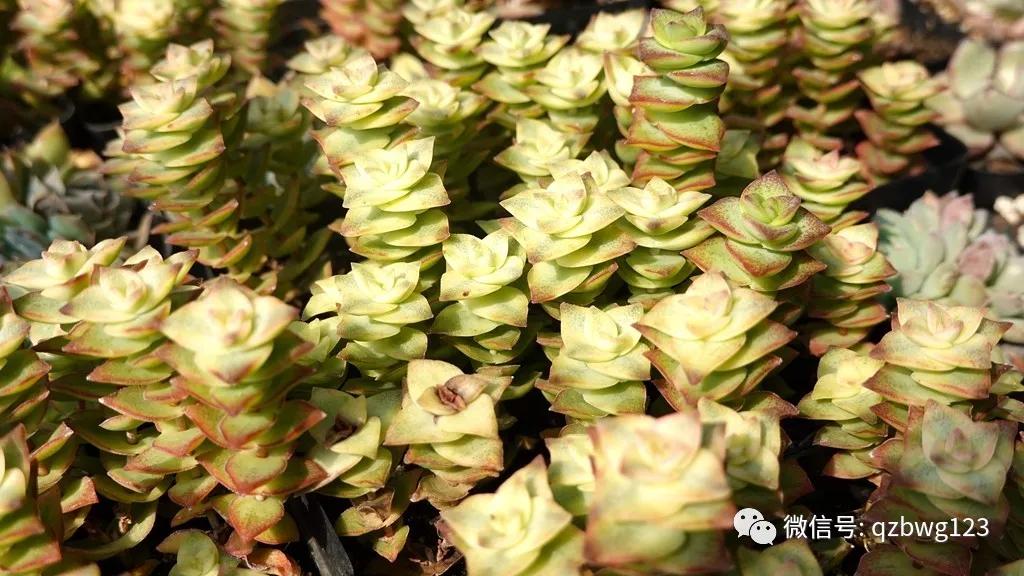 河北曲周多肉植物批发,曲周县西木多肉科技