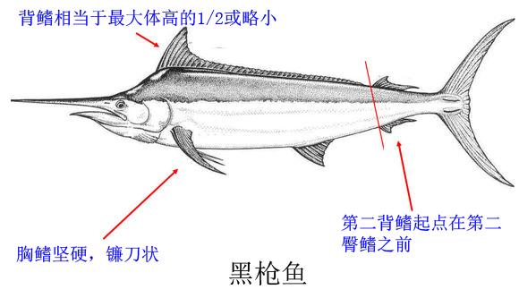 海洋中的剑鱼和旗鱼,海洋中速度最快的剑鱼
