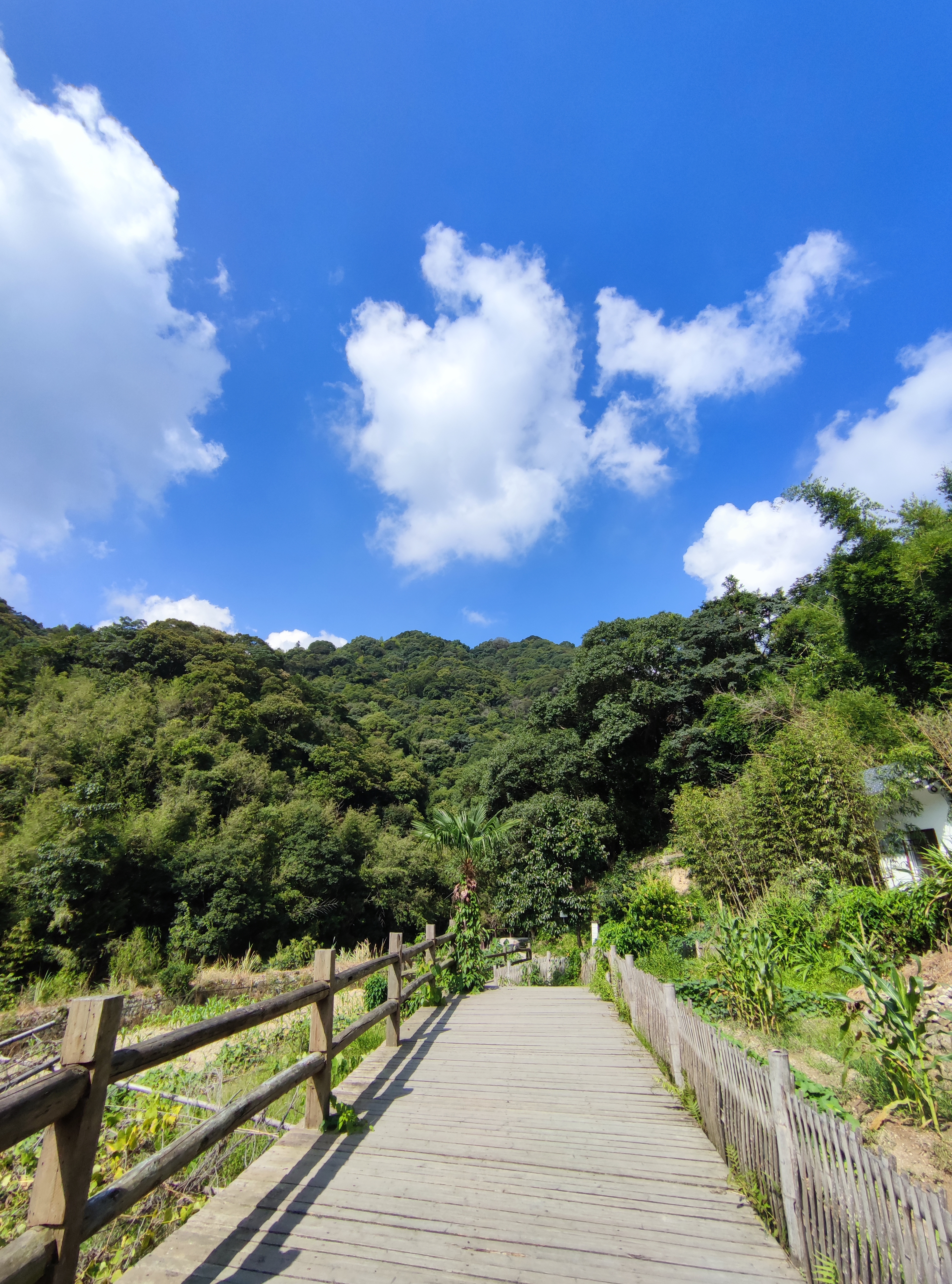 青山网红村,寿山九峰村有农家乐吗