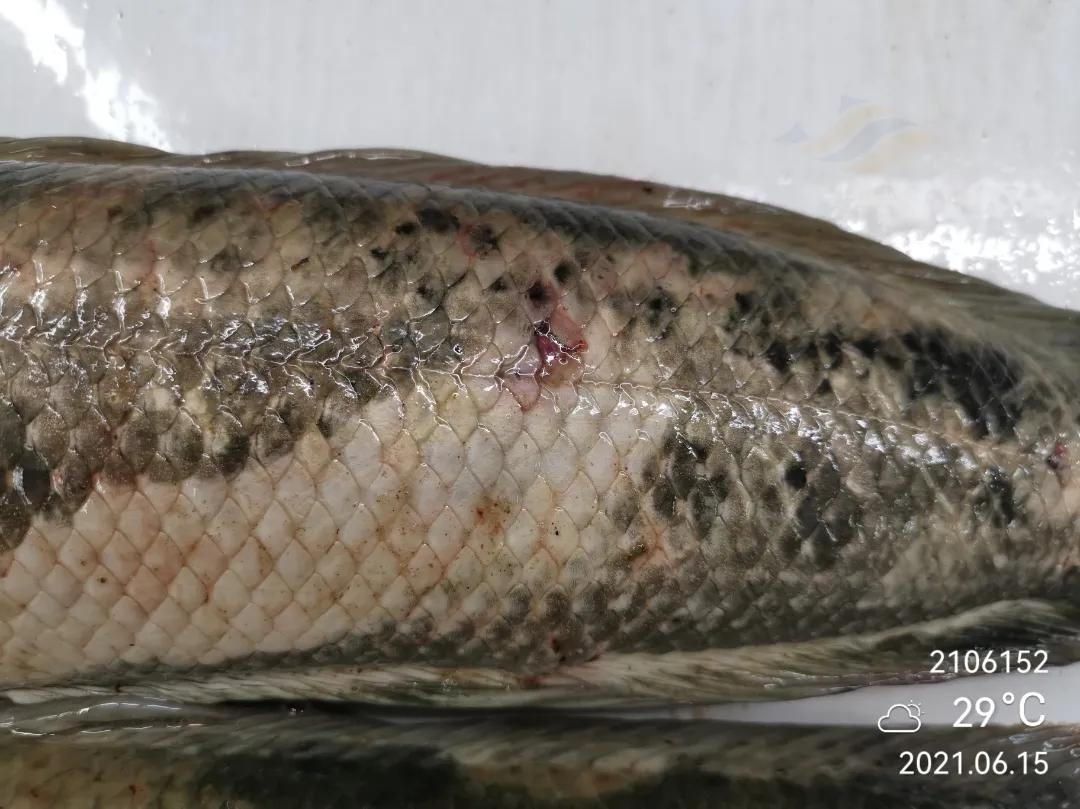 鱼得了肠炎还能活多久,生鱼烂身治疗