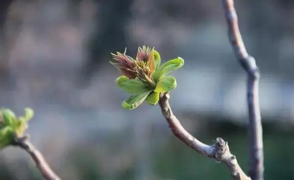 造型极美的盆景一起来欣赏,一组风吹出来的盆景欣赏动感十足