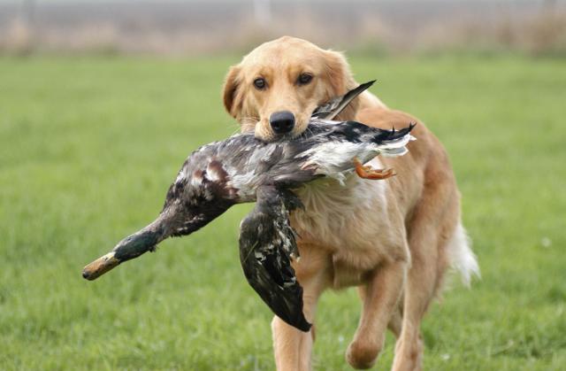 老祖宗直言：有这几个特征的狗，才是旺财旺家的狗