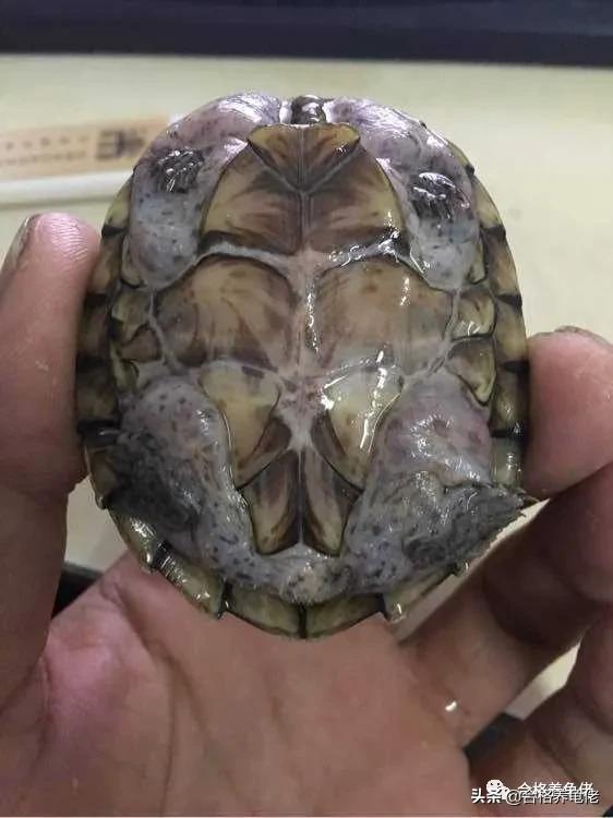 龟常见的病,龟水肿怎么解决