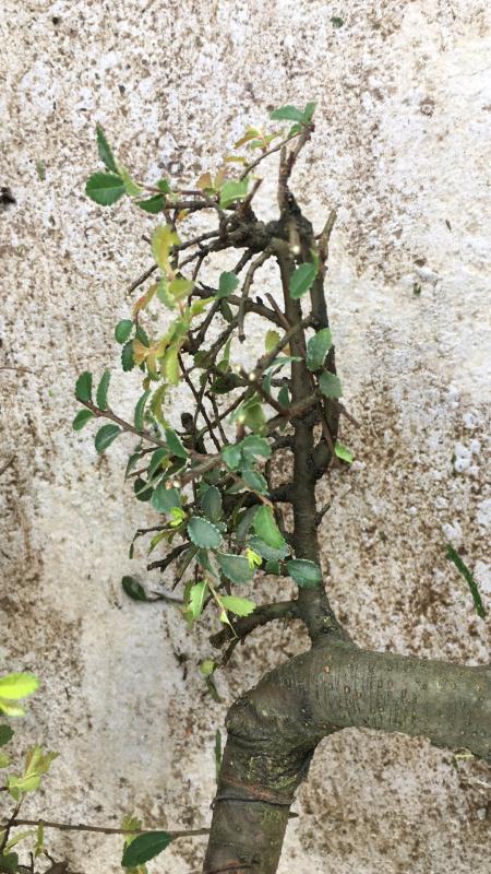 新手也能学会的修剪盆景技巧,枸杞盆景修剪技巧图解