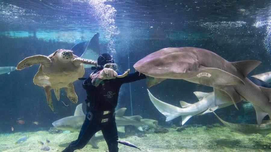 小梅沙海洋世界门票团购套票,小梅沙海洋世界3天2夜套票