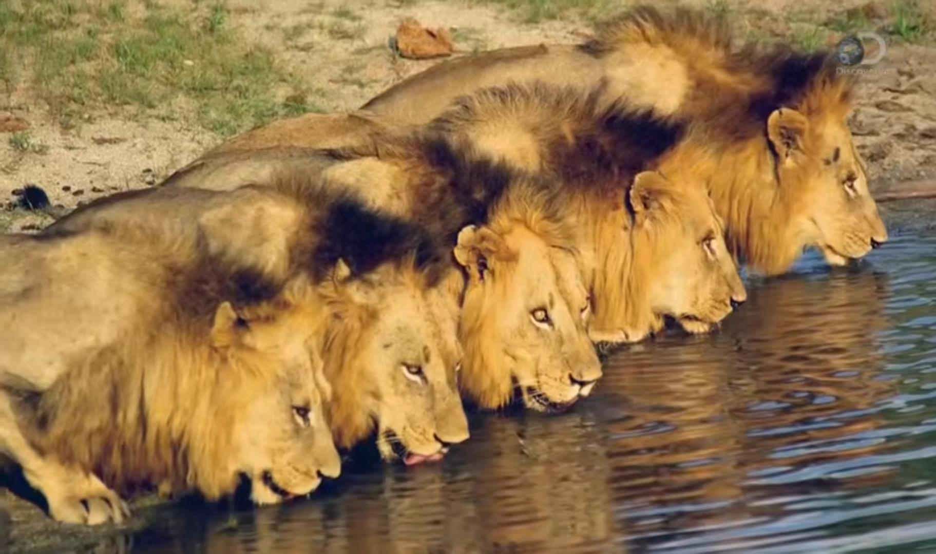 坏男孩联盟狮王之路完整版哪里看,坏男孩联盟狮王之路中文解说