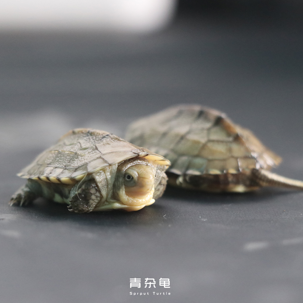 乌龟为什么喜欢晒背,乌龟为什么要晒背