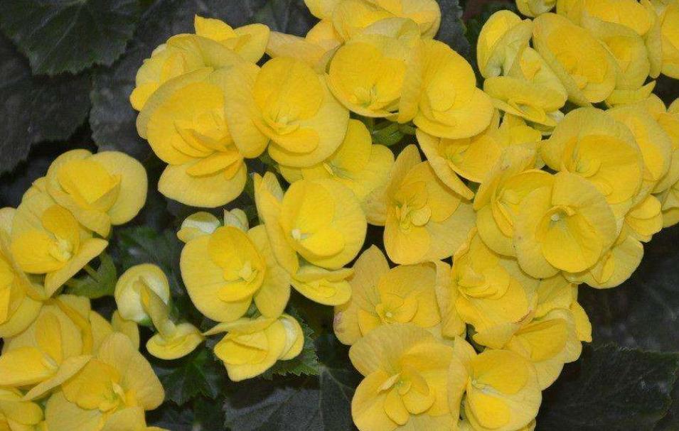 家居养花首选丽格海棠，花期长，花色艳，还有“小玫瑰”的美称