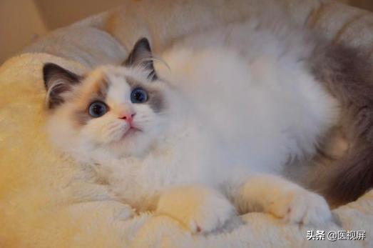 养宠物的人注意了，猫狗咬伤的正确处理姿势！