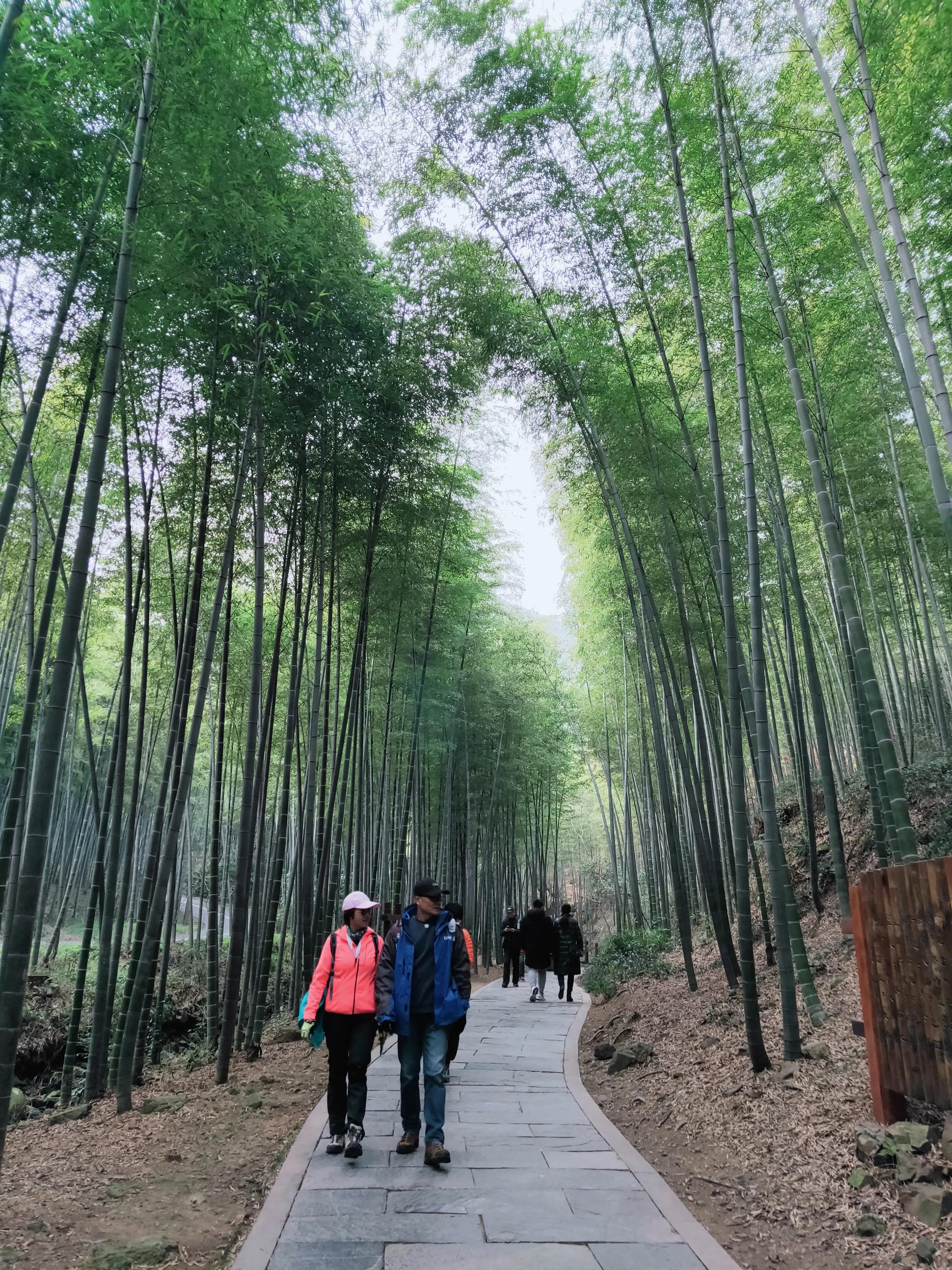 溧阳南山竹海小鸟天堂,宜兴南山竹海和溧阳南山竹海