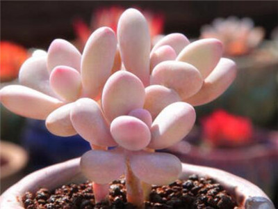 种植多肉的视频,多肉种植小视频