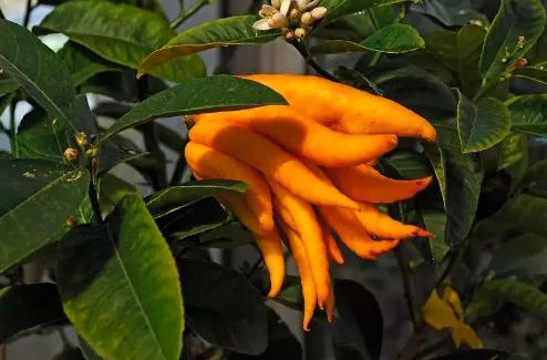 脾胃弱的老人喝什么粥好,脾胃虚寒可以吃粳米粥