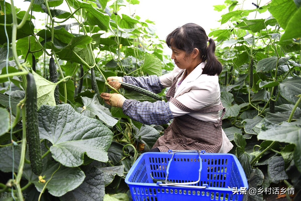 老一辈留下的种菜顺口溜,种菜时间的口诀顺口溜
