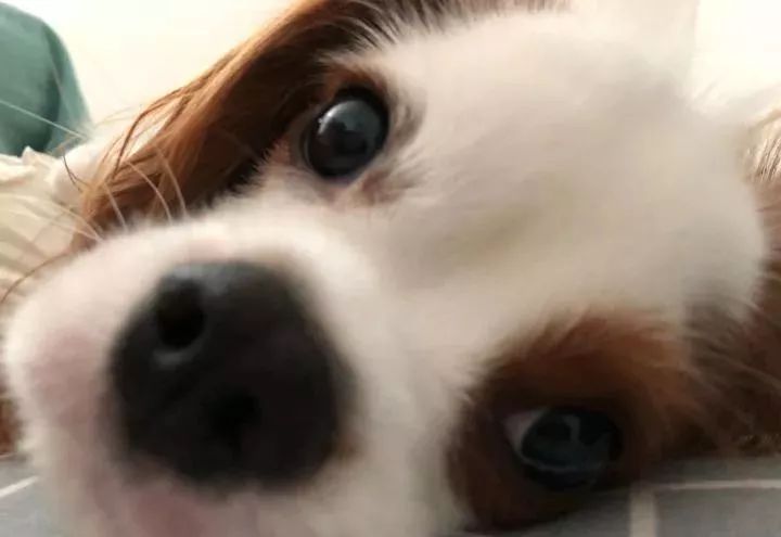 眼睛周围毛色一个白一个棕色，像船长一样