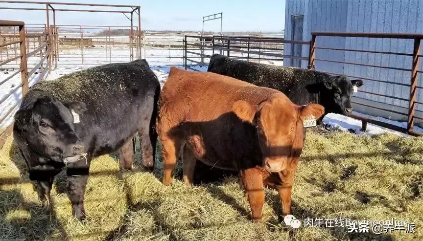 加拿大肉牛产业发展动态,加拿大肉牛发展