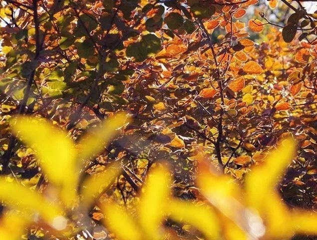 昌平最美的秋景在哪里,北京最美的秋景赏叶胜地香山公园