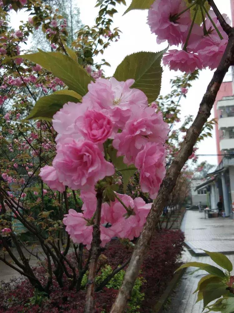 樱花雨飞儿乐队,樱花雨落
