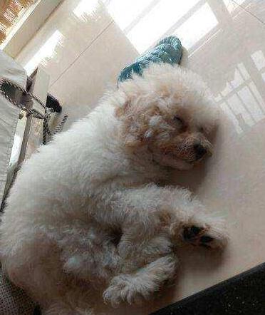 比熊犬总有泪痕怎么办,比熊犬最近眼屎多是怎么回事