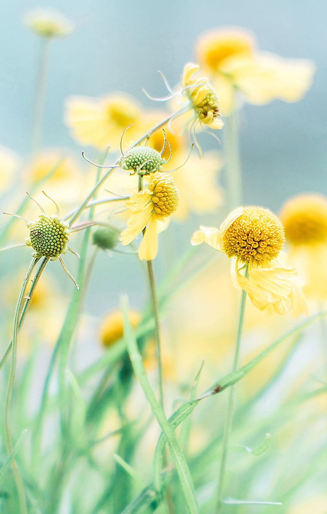 哪个女人死得最惨,哪个女的死了