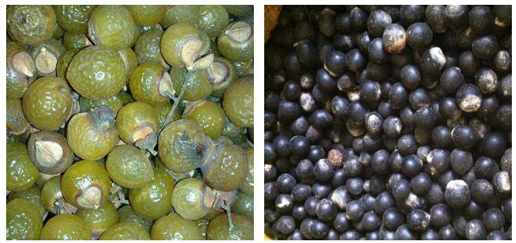 菩提子在沦为笑柄前请放过她《凤眼篇》