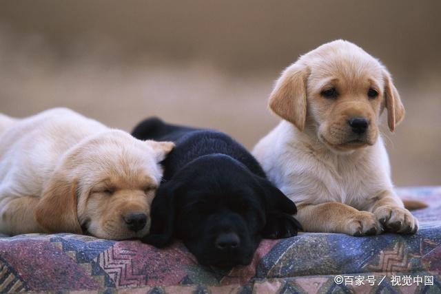 双鱼座狗狗性格特点,狗狗性格特点分析