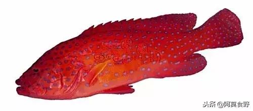 便宜常见海鲜鱼有哪些,各种名贵鱼的种类