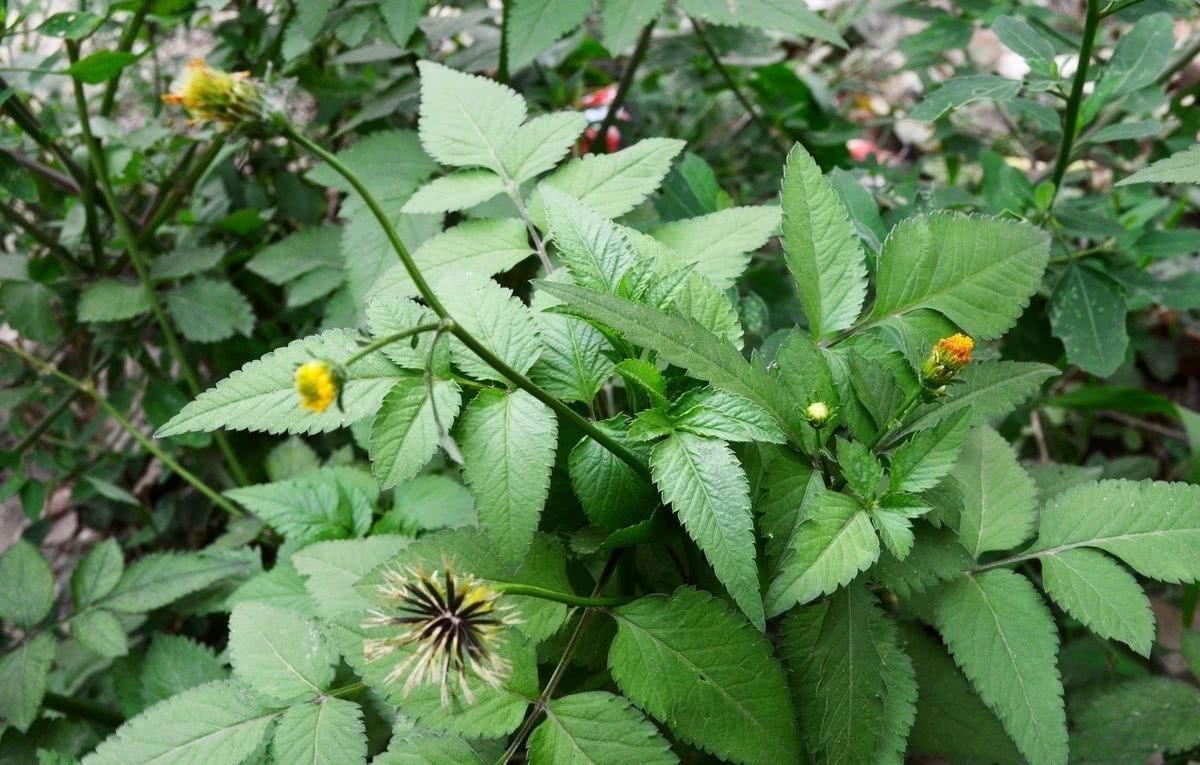 农村的野花野草哪几种可以吃,常见的野花野草却是农家之宝