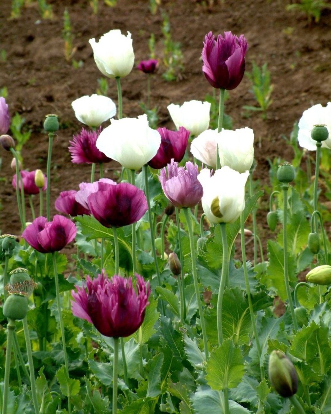 鎴峰涓嶈兘瑙︾鐨勬瘨鑺辨湁鍝簺,鍝簺姣掕姳涓嶈兘瑙︾