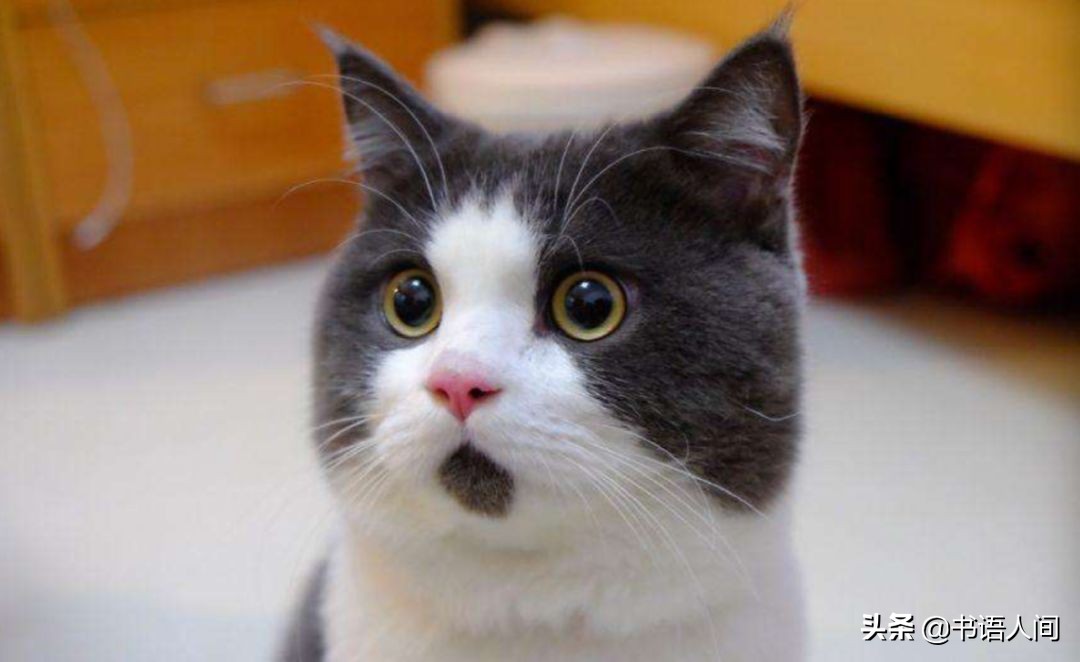 花呗借呗银行贷款哪个便宜,花呗借呗和银行卡哪个划算