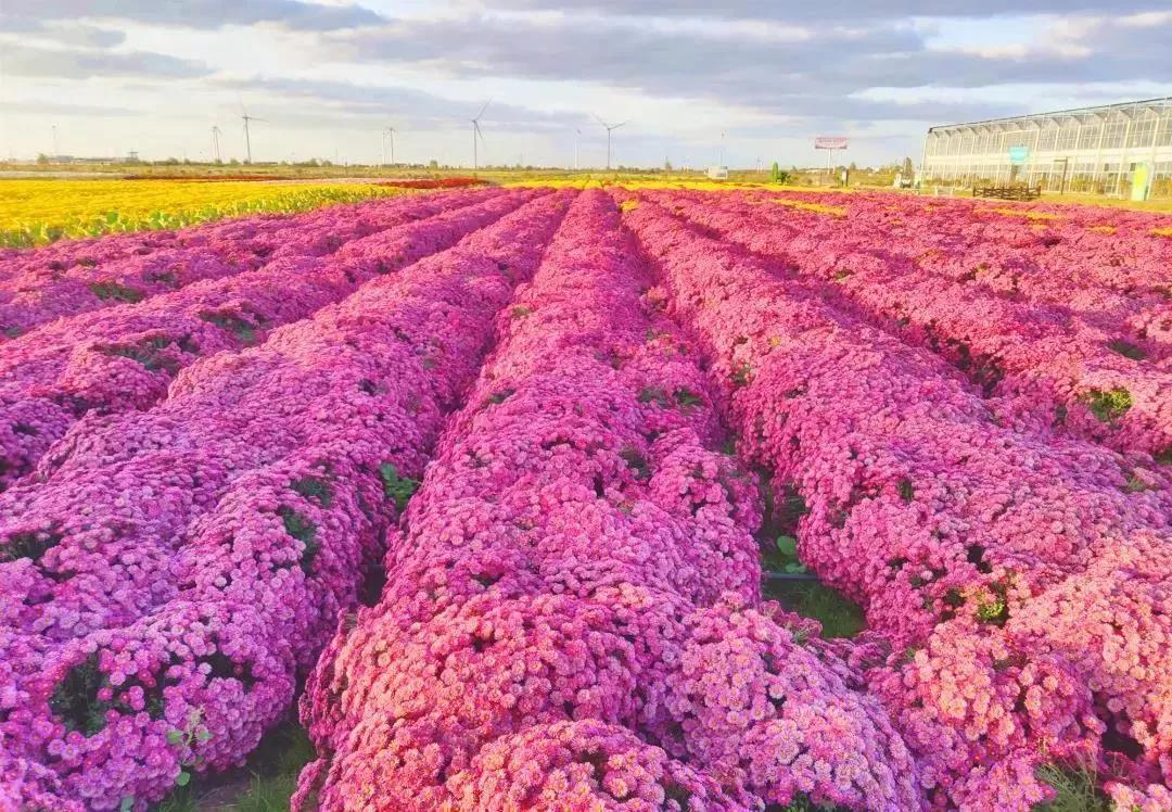 射阳现代化农业,围观现代化农村