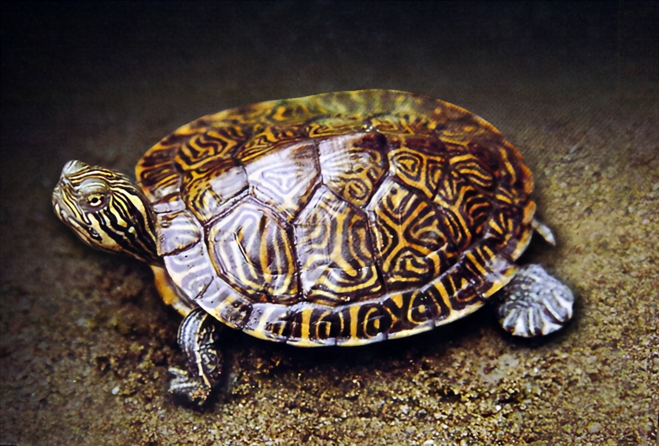 各种龟类图片大全大图,龟类展示会