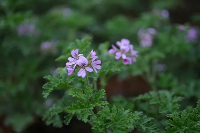 驱蚊草真的可以驱蚊子吗,驱蚊草能治蚊虫吗