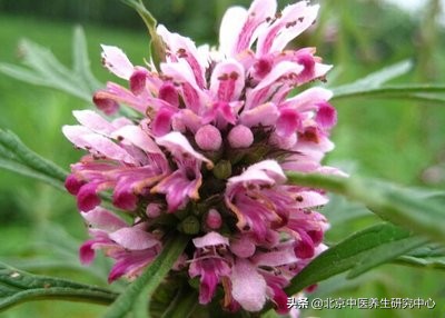 益母草神草,女性专用益母草