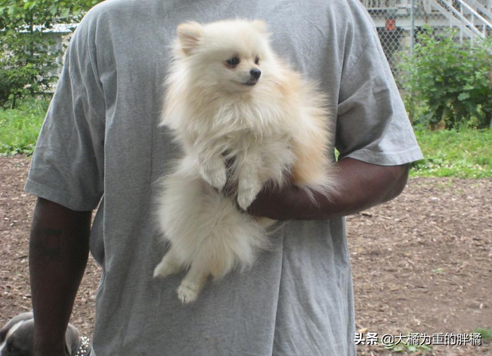 养博美要注意的事,养博美的千万要重视这几件事