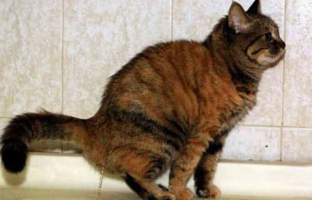 很爱干净的猫变得不爱干净了,猫咪总是凌晨大小便怎么办