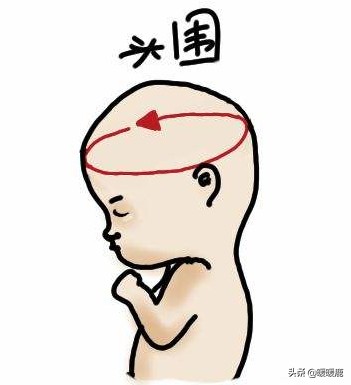 双顶径头围腹围对照表胎儿体重,如何判断胎儿股骨长短