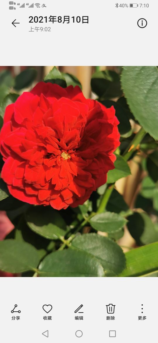 优秀月季品种推荐,正宗佛罗伦蒂娜月季