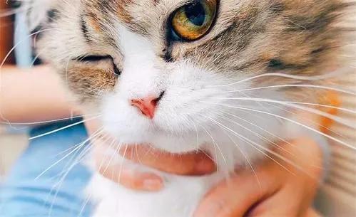 猫咪胡须对猫有什么影响,猫咪的胡子能招财吗