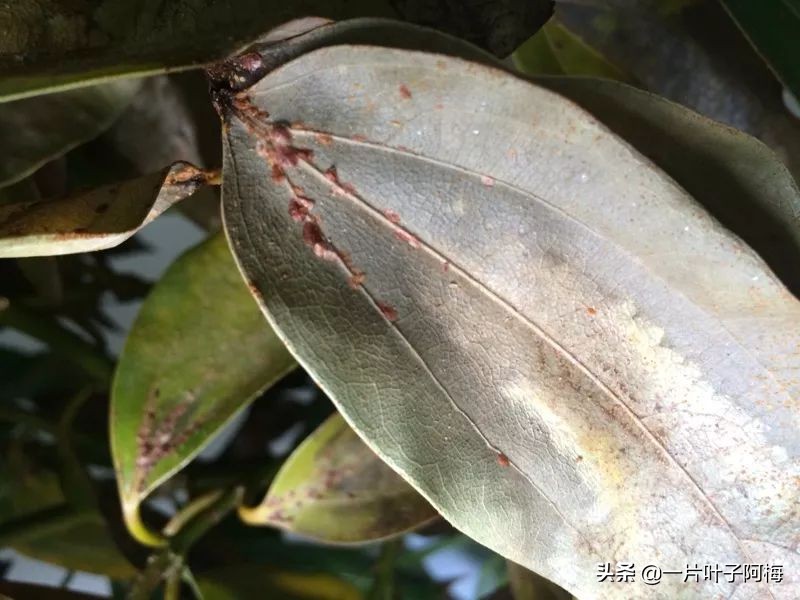 自制养花水配方除臭,养花自制10种消毒水不招虫不烂根