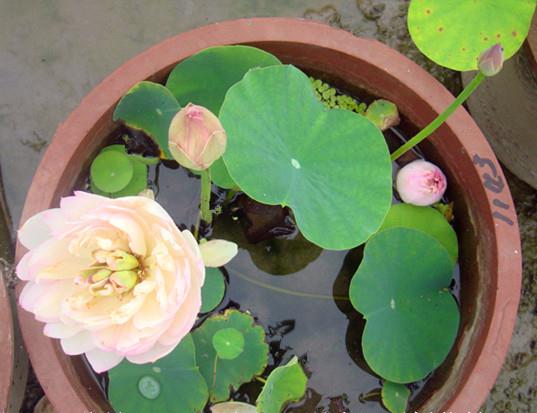 大门口养荷花碗莲用圆盆还是方盆,养护碗莲的盆怎么选