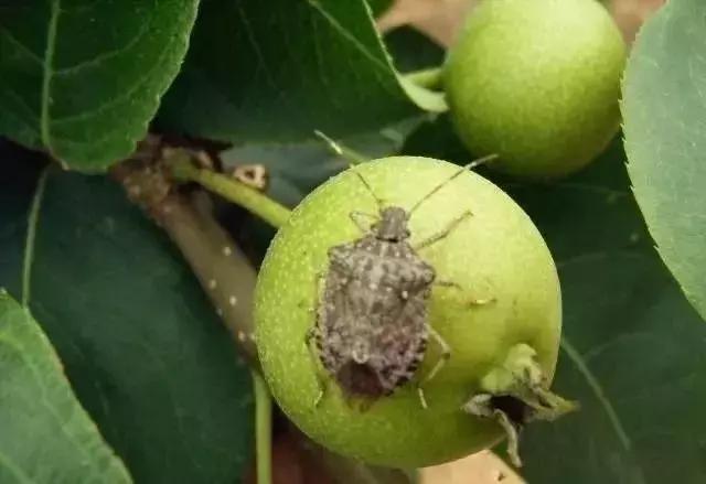 桃树梨树虫害防治什么时候为宜,梨树8大重要虫害防治方法