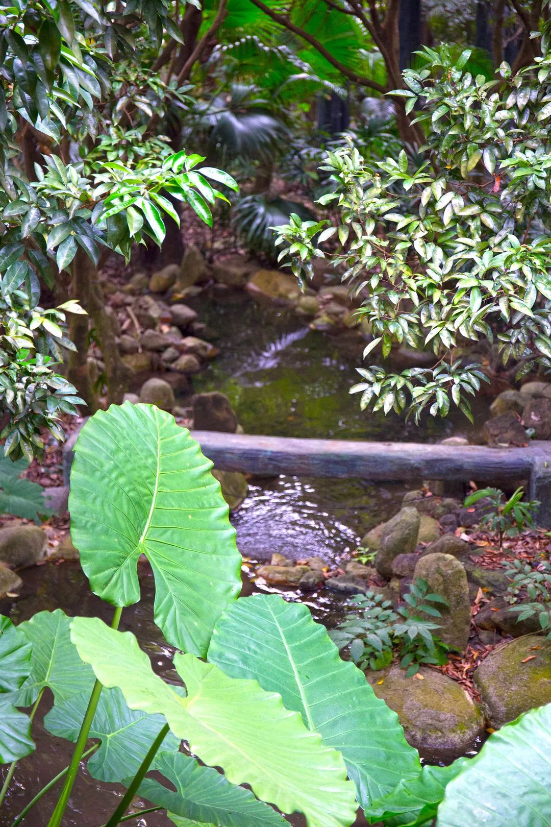 金秋多彩季，春晖幼儿园雨林仙境一日游