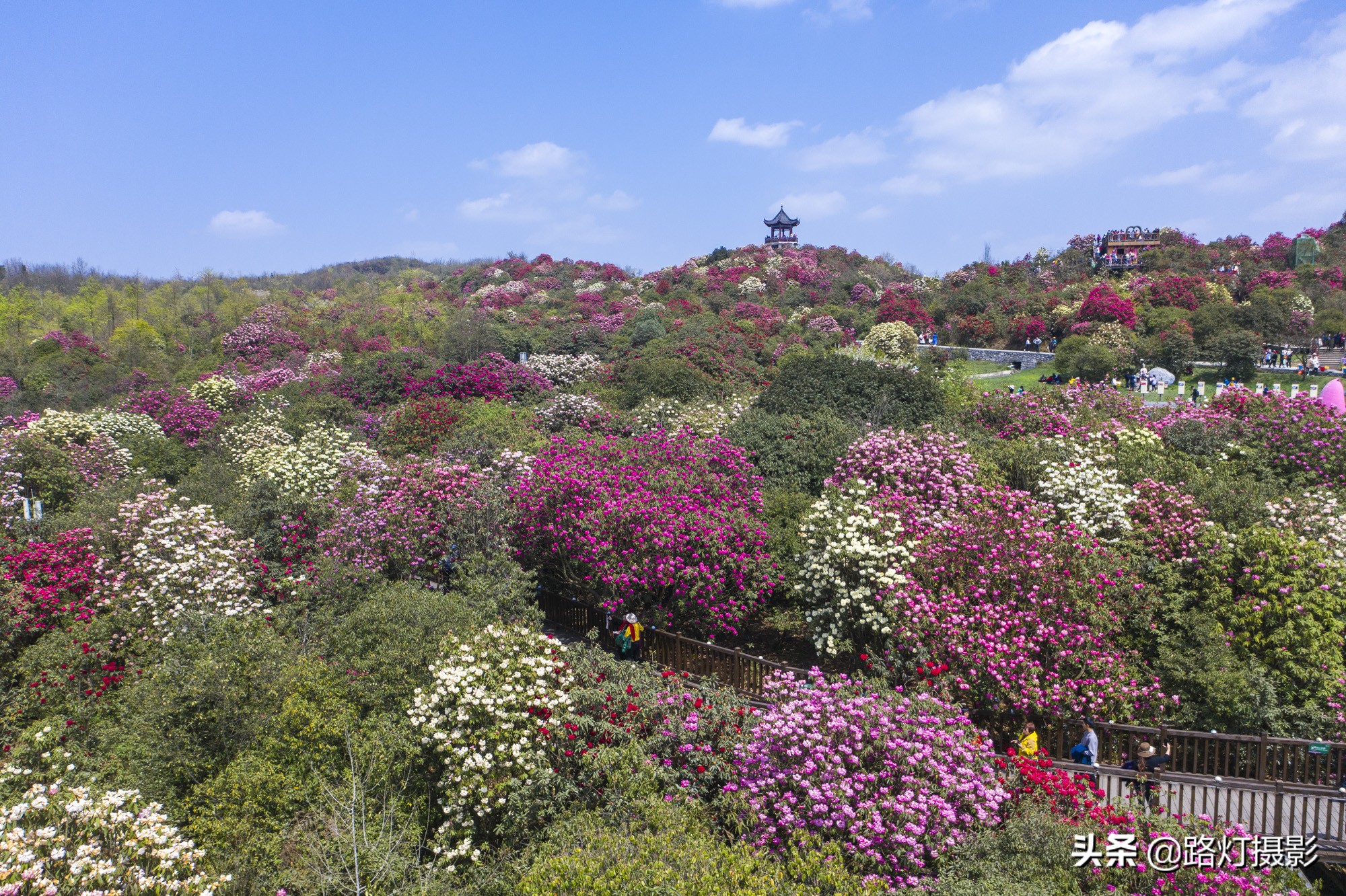 世界之最贵州毕节百里杜鹃花,毕节百里杜鹃花游记
