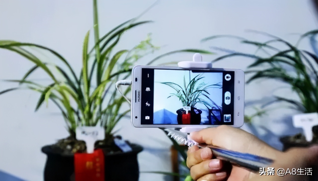 蒙山之春此花浓妆艳抹，彩块鲜红，是养兰人争相收藏的精品