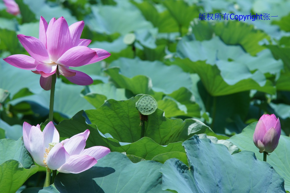 北京紫竹院的荷花：德国Pentacon与日本Minolta镜头实拍对比