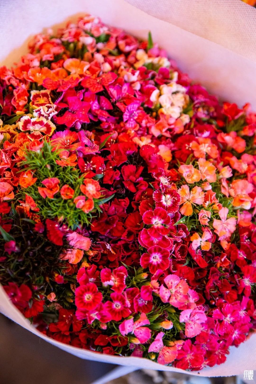 广州最便宜的花卉市场1块钱,广州岭南花卉市场买花攻略