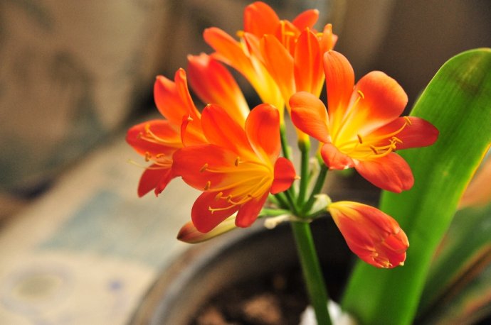 君子兰病虫害有哪几种,君子兰常见病虫害