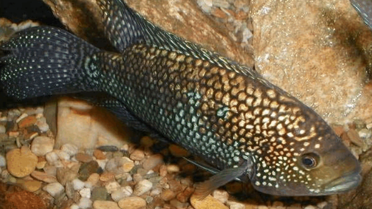 南美慈鲷,慈鲷有黑色的吗